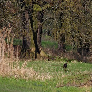 Bocian czarny (Ciconia nigra)