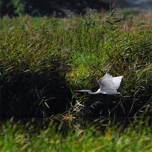 Czapla biała  (Egratta alba)