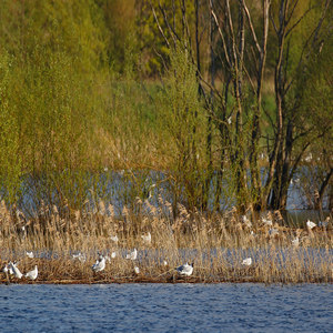 Mewa śmieszka (Chroicocephalus ridibundus)