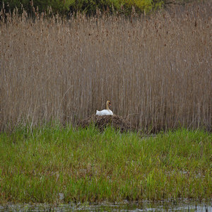 Łabędź niemy (Cygnus olor)