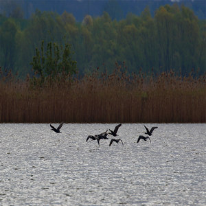 Kormoran Phalacrocorac carbo)