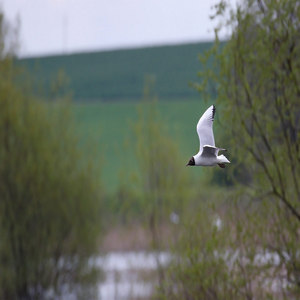 Mewa śmieszka (Chroicocephalus ridibundus)