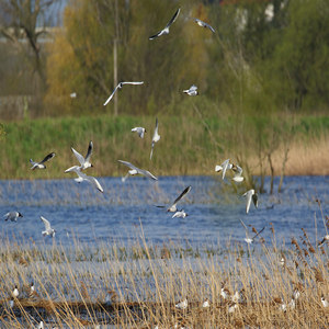 Mewa śmieszka (Chroicocephalus ridibundus)