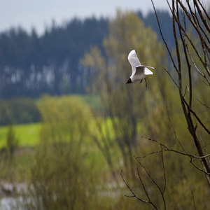 Mewa śmieszka (Chroicocephalus ridibundus)