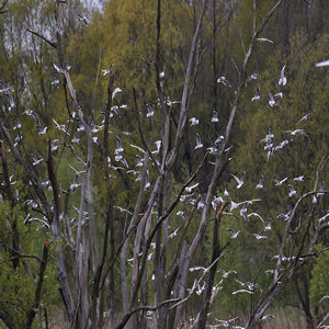 Mewa śmieszka (Chroicocephalus ridibundus)