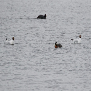 Mewa śmieszka (Chroicocephalus ridibundus), Perkoz rdzawoszyi (Podiceps grisegena)