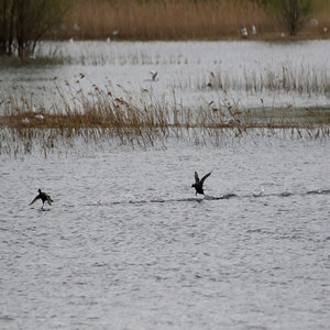 Łyska (Fulica atra)