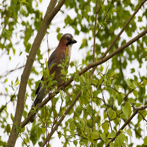 Sójka (Garrulus glandarius)