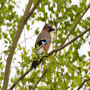 Sójka (Garrulus glandarius)