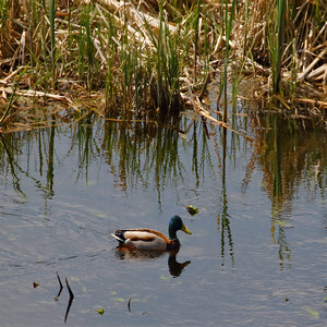 Krzyżówka  (Anas platyrhynchos)