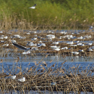 Mewa śmieszka (Chroicocephalus ridibundus)