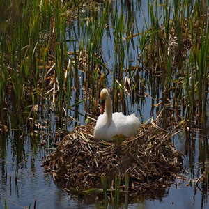 Łabędź niemy (Cygnus olor)