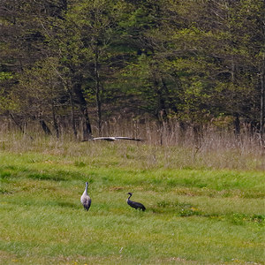 Żuraw (Grus grus)