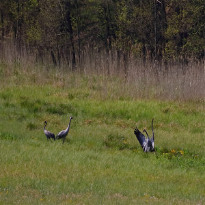 Żuraw (Grus grus)