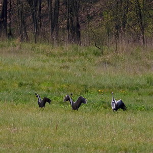 Żuraw (Grus grus)