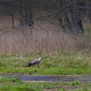 Żuraw (Grus grus)