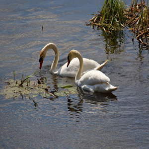 Łabędź niemy (Cygnus olor)