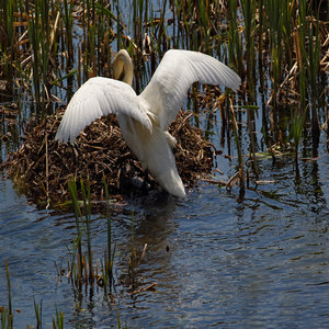 Łabędź niemy (Cygnus olor)