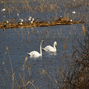 Łabędź niemy (Cygnus olor)