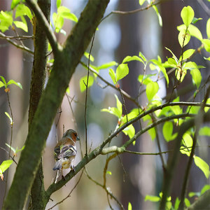 Zięba (Fringilla coelebs)