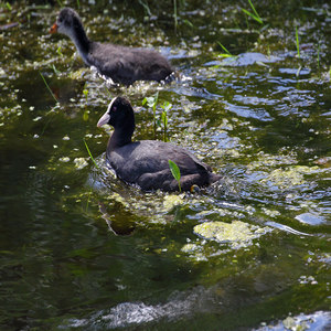 Łyska (Fulica atra)