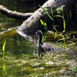 Łyska (Fulica atra)