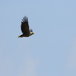 Bielik (Haliaeetus albicilla)