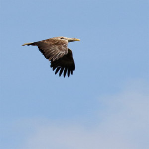 Bielik (Haliaeetus albicilla)