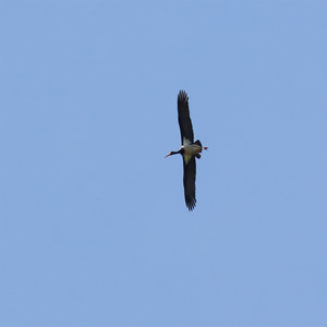 Bocian czarny (Ciconia nigra)