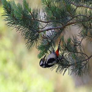 Dzięcioł duży  (Dendrocopos major)