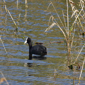 Łyska (Fulica atra)