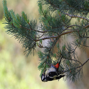 Dzięcioł duży  (Dendrocopos major)