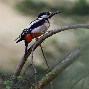 Dzięcioł duży  (Dendrocopos major)