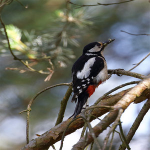 Dzięcioł duży  (Dendrocopos major)