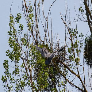 Czapla siwa  (Ardea cinerea)