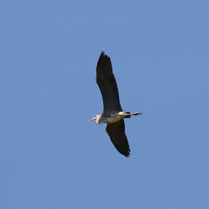 Czapla siwa  (Ardea cinerea)