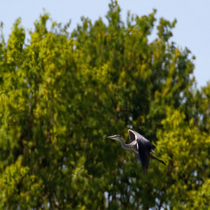 Czapla siwa  (Ardea cinerea)