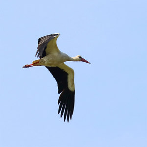 Bocian biały  (Ciconia ciconia)