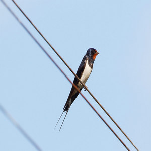 Jaskółka dymówka (Hirundo domestica)