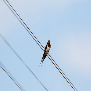 Jaskółka dymówka (Hirundo domestica)