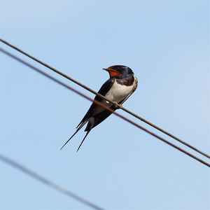 Jaskółka dymówka (Hirundo domestica)