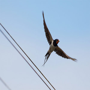 Jaskółka dymówka (Hirundo domestica)