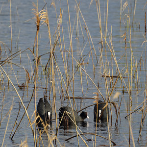 Łyska (Fulica atra)