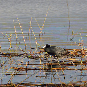 Łyska (Fulica atra)