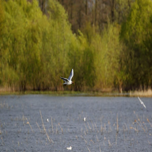 Mewa śmieszka (Chroicocephalus ridibundus)