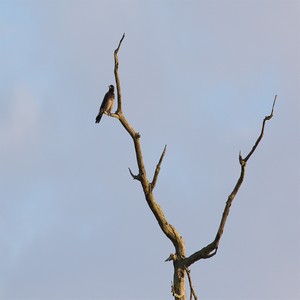 Wrona siwa  (Corvus cornix)