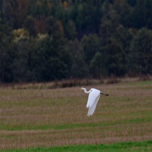Czapla biała  (Egratta alba)