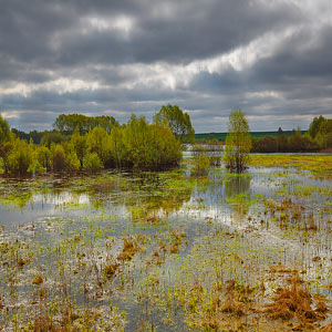 wetlands and swamps