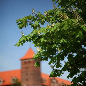 Castle in Gniew